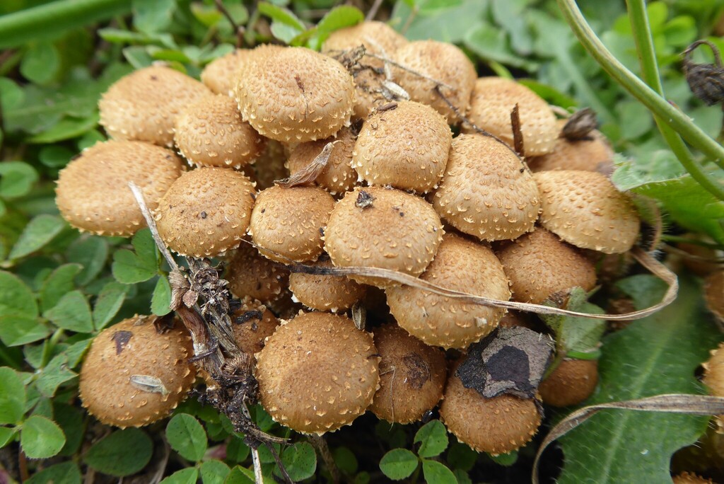Pholiota subflammans · April 2026 · photo: © aalbertrebergen (iNaturalist, cc-by-nc)