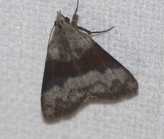 Avatha discolor