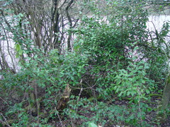Elaeagnus × ebbingei