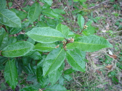 Elaeagnus × ebbingei