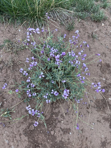 Violet Cabbage