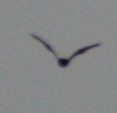 Chiroptera