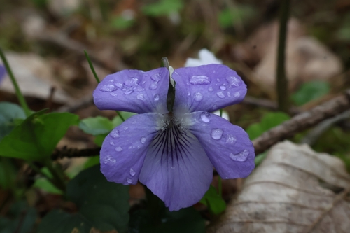 common dog-violet