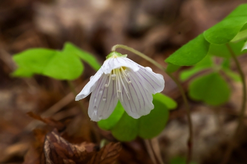 European wood-sorrel