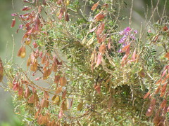 Lessertia brachystachya