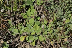 Craspedia uniflora, photograph (c) Christopher Stephens, some rights reserved (CC BY-SA)