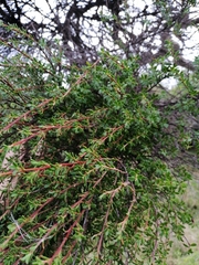 Kunzea amathicola