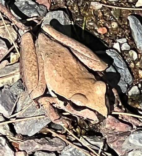 Wilcox's Frog