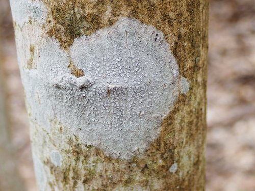 Phlyctis agelaea