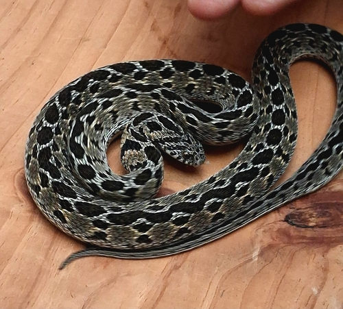 Egg-eating Snake