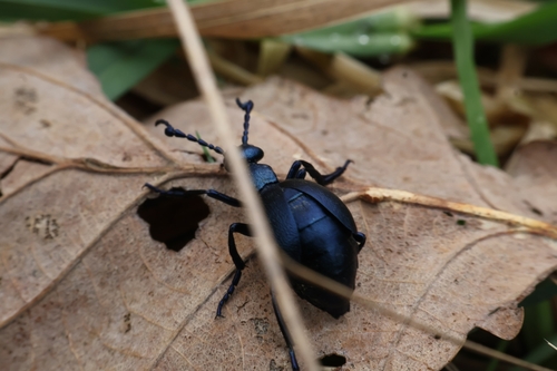 Violet Oil Beetle