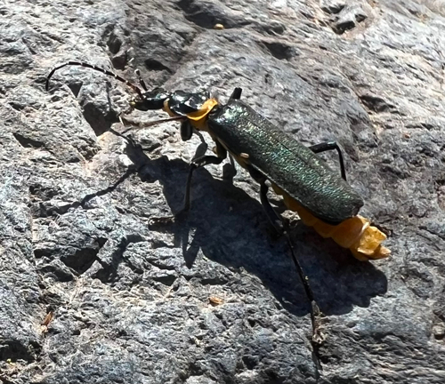 Plague Soldier Beetle