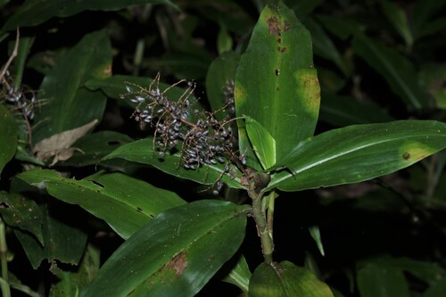 Pollia macrophylla, photograph 1