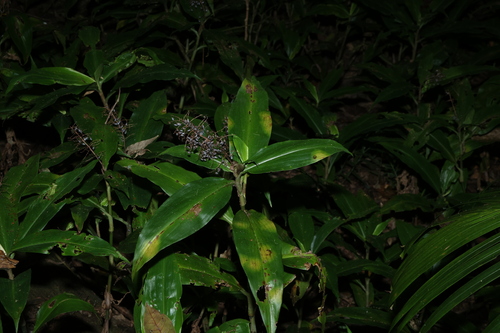 Pollia macrophylla