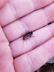 Parcoblatta pennsylvanica