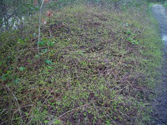 Symphoricarpos × chenaultii
