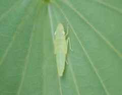 Cicadellidae