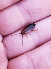 Parcoblatta pennsylvanica