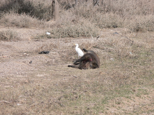 Western Cattle-Egret