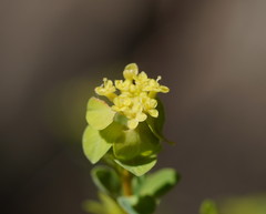 Pimelea flava flava