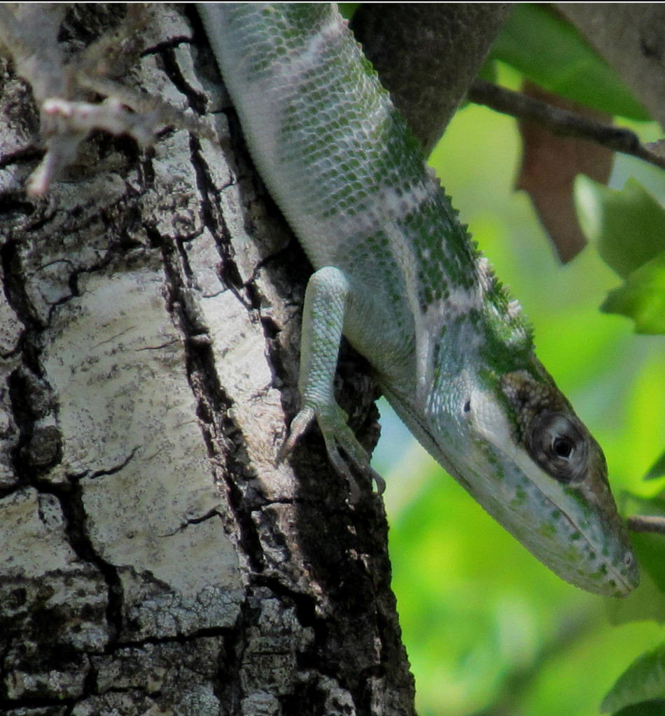 Western Giant Anole
