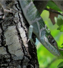 Western Giant Anole photo 1