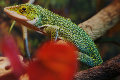 Western Giant Anole photo 2