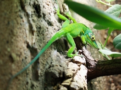 Western Giant Anole photo 3