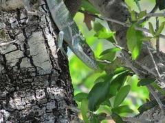 Western Giant Anole photo 5