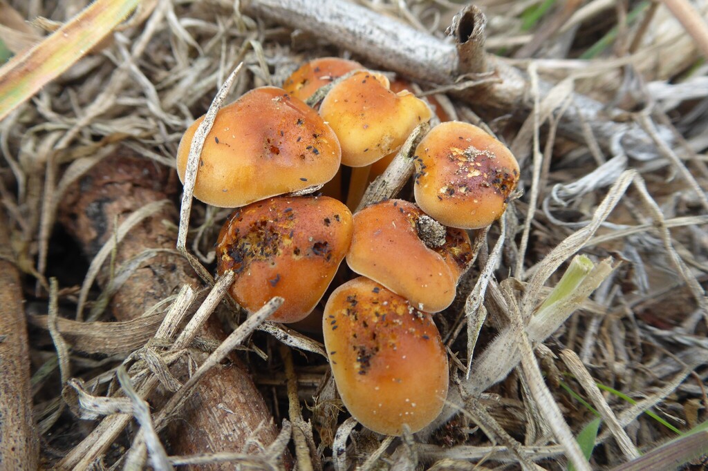 Flammulina velutipes · April 2026 · photo: © aalbertrebergen (iNaturalist, cc-by-nc)