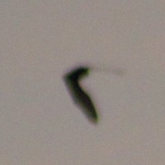 Chiroptera