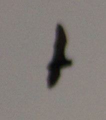 Chiroptera
