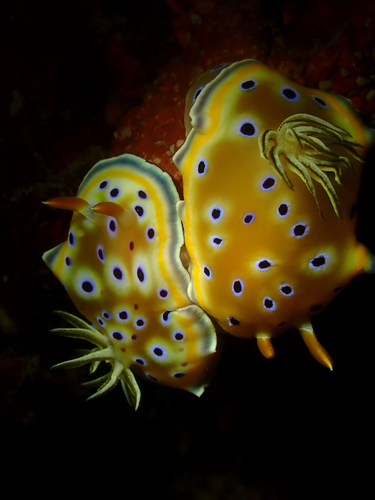 Goniobranchus geminus