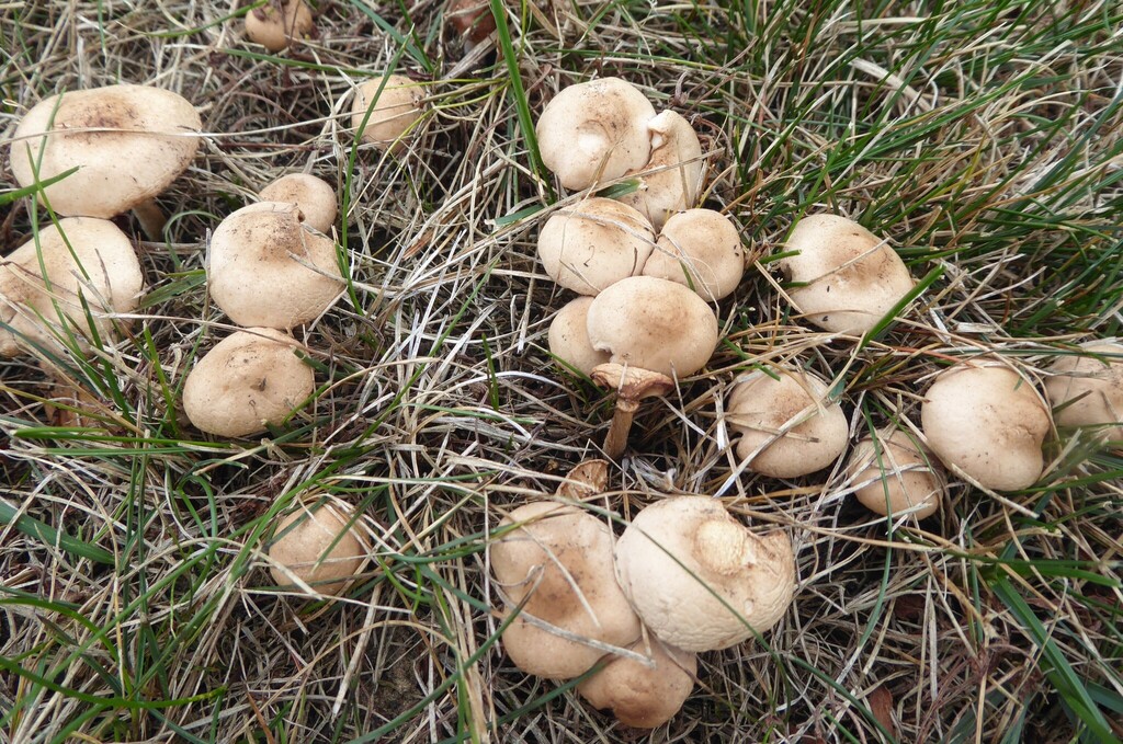 Marasmius oreades · April 2026 · photo: © aalbertrebergen (iNaturalist, cc-by-nc)