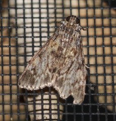 Enchesphora recurvalis