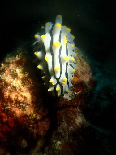 Phyllidia varicosa