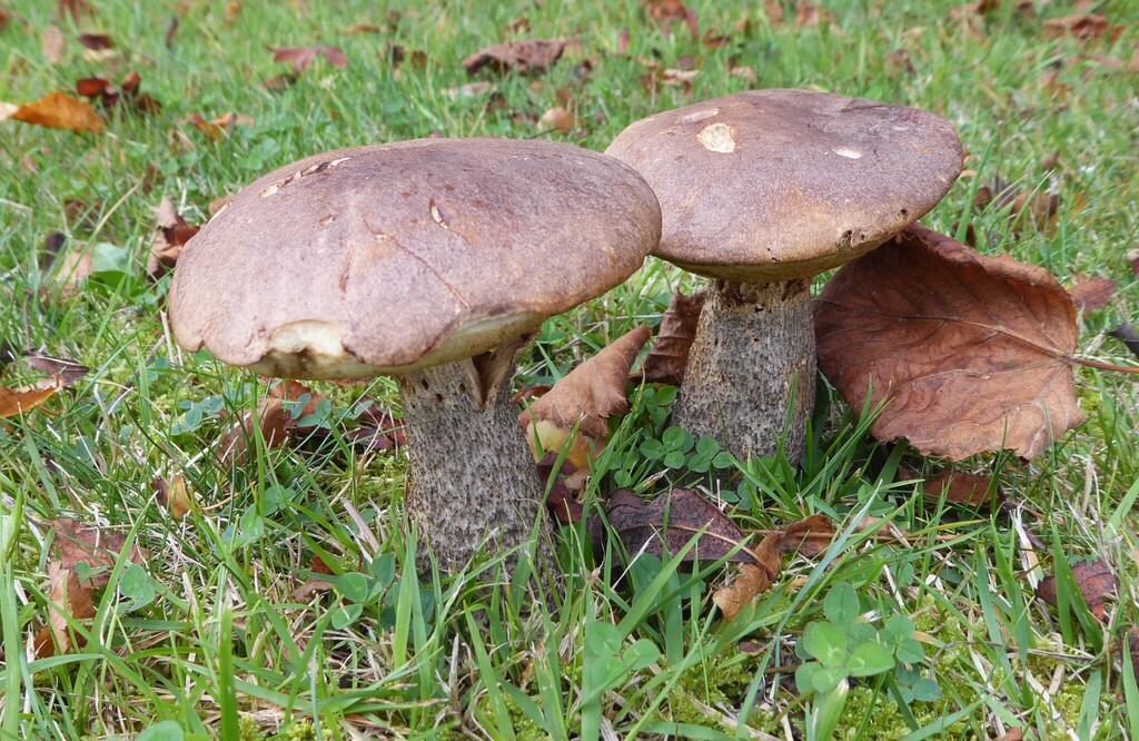 Leccinum scabrum · April 2026 · photo: © aalbertrebergen (iNaturalist, cc-by-nc)