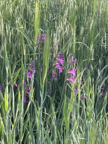 Field Gladiolus