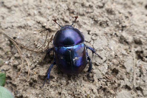 Springtime Dung Beetle