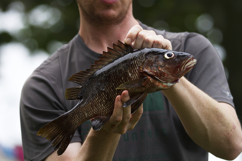 Guinea snapper (Lutjanus endecacanthus) — Lutjanidae
