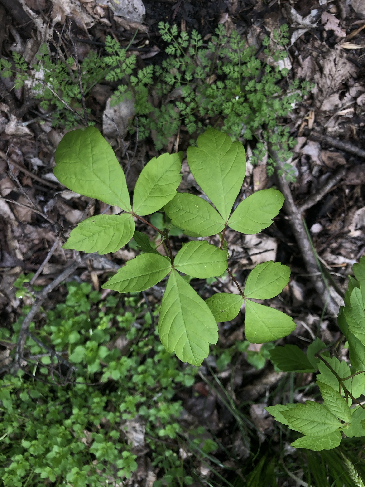 Acer negundo var. negundo