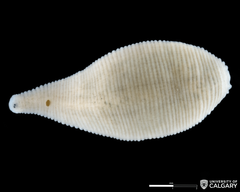 Scute-bearing Helobdellas