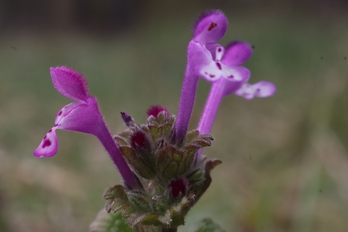 henbit deadnettle