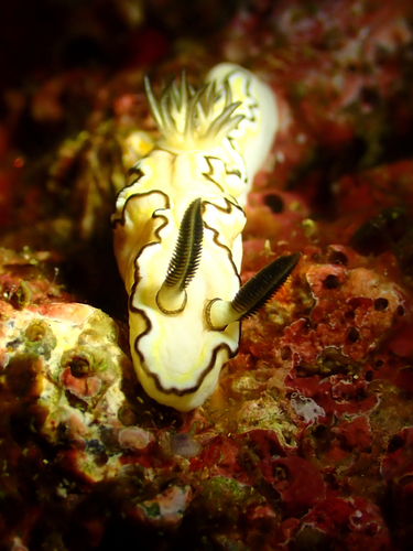 Doriprismatica atromarginata