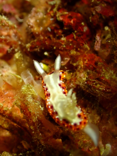 Goniobranchus setoensis