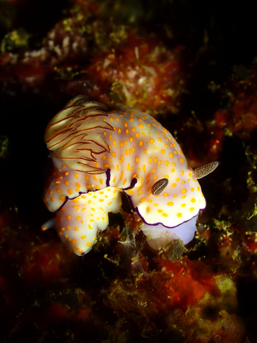 Hypselodoris pulchella