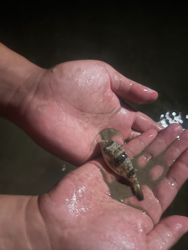 Chelonodon kappa