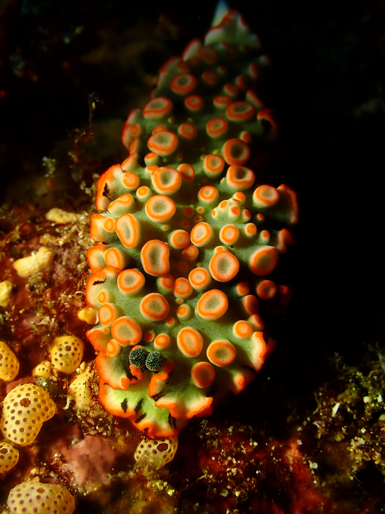 Ornate Pinstripe (Dermatobranchus ornatus)