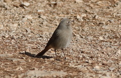 Phoenicurus ochruros