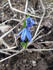 Scilla